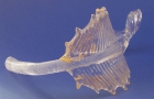 Glasblätter 8971