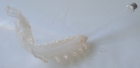 Glasblatt 8979/300